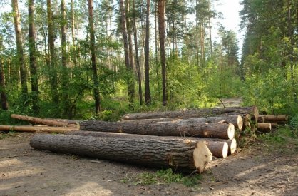 На Алтае осуждены за незаконную вырубку и продажу леса глава муниципалитета и предприниматель