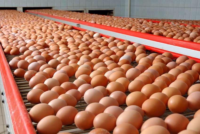 Рост производства яиц зафиксировали в минсельхозе Алтая