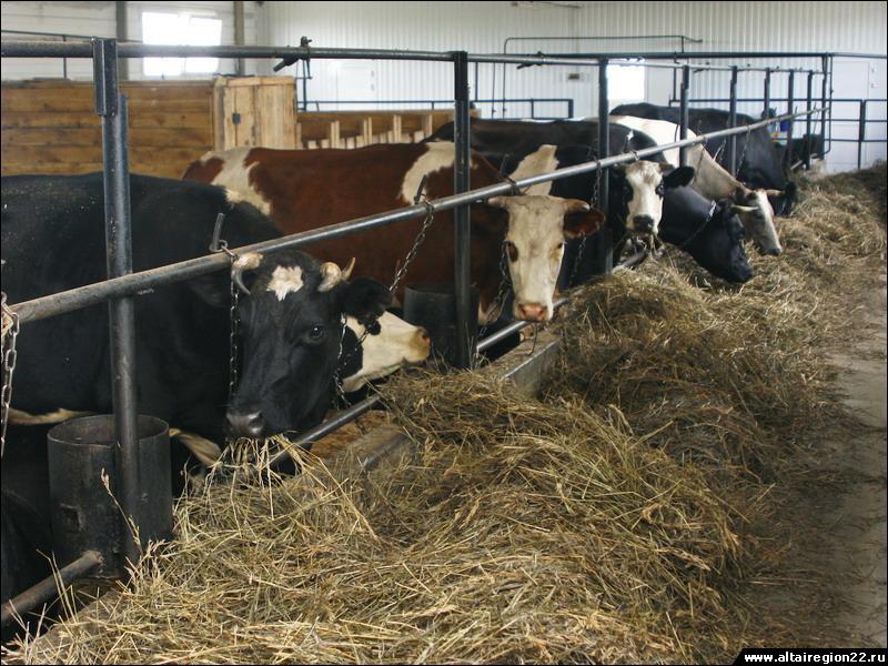 Алтайские предприятия животноводства нарастили объемы производства