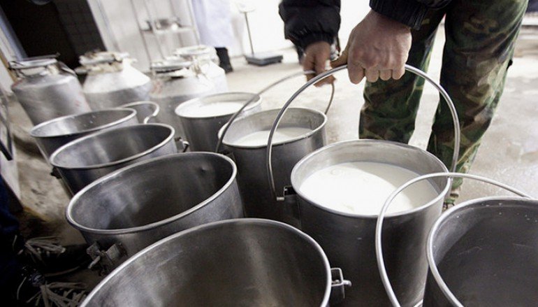 Алтай уступил новосибирцам лидерство в СФО по производству молока