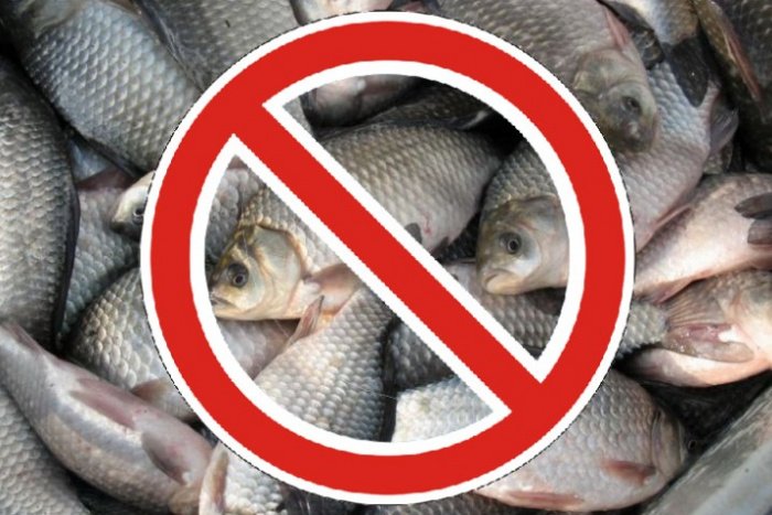Ограничения на промышленный отлов рыбы введены на водоемах Алтая