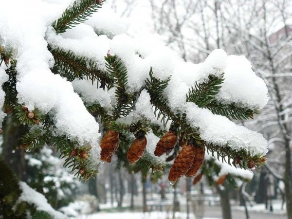 Погода 23 декабря в Алтайском крае: небольшой снег и до -11 градусов