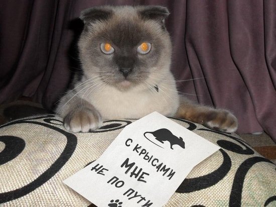 Барнаульский кот Барсик вошел в рейтинг самых популярных котов десятилетия