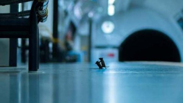 Фото двух дерущихся в метро мышей покорило интернет