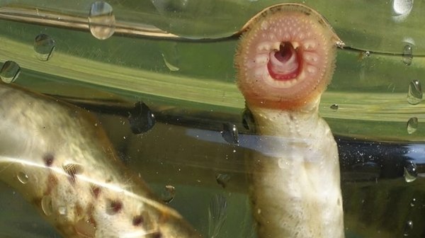Древняя рыба найдена в алтайской реке