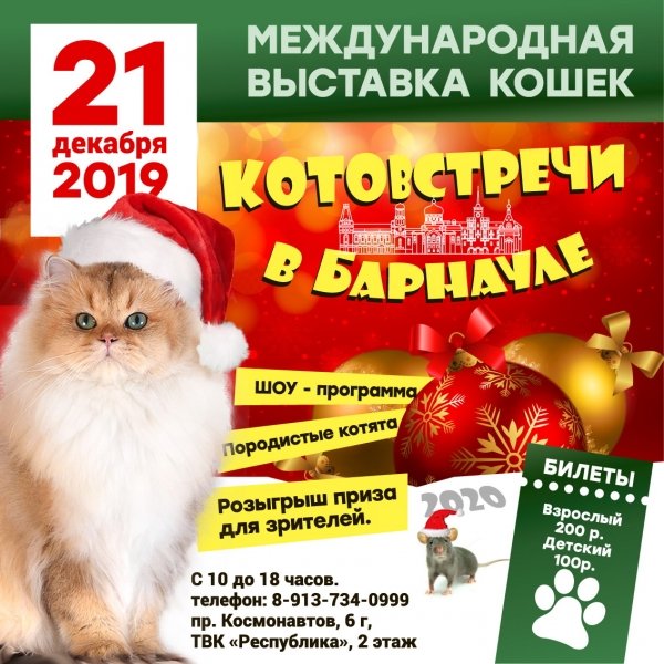 Звезды сулят счастье: Барнаул подходит к году Крысы с конкурсом красоты среди кошек