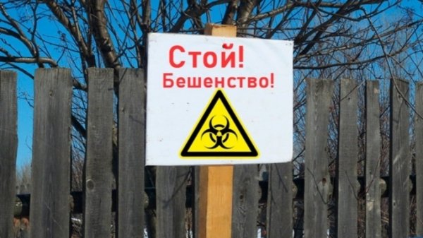 Карантин из-за вспышки бешенства ввели в селах Алтайского края