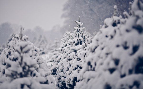 Погода 25 декабря в Алтайском крае: снег, метель, ветер