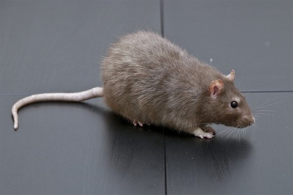 Если вам подарят на Новый год крысу: не огорчайте ее и не щекочите