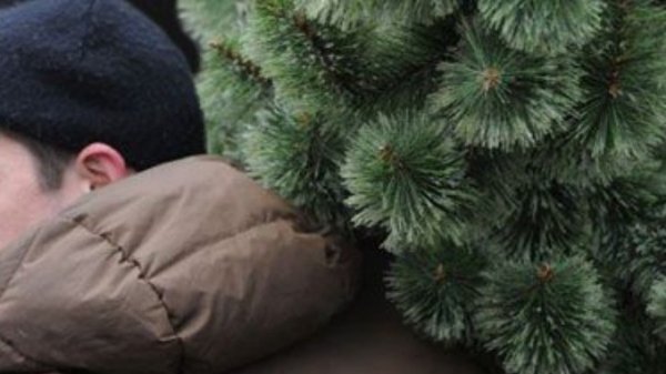 Житель Бийска разгромил новогоднюю инсталляцию и забрал с собой елку