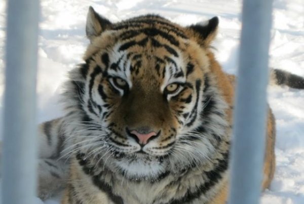 Барнаульский зоопарк проведет экскурсию для горожан