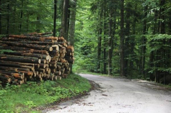 На Алтае возбудили три уголовных дела по факту контрабанды лесоматериалов
