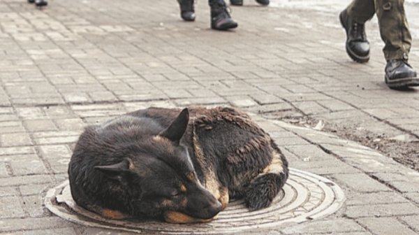 Депутаты АКЗС примут правила обращения с бездомными животными