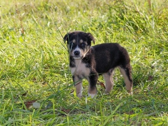 Неизвестные травят собак ядом в поселке под Барнаулом