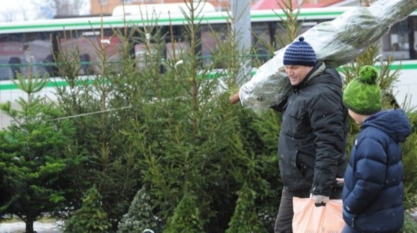 Самые дорогие новогодние елки в России продают в Барнауле