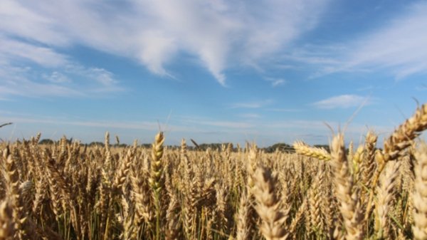Алтайский селекционер создал высокоурожайный сорт пшеницы