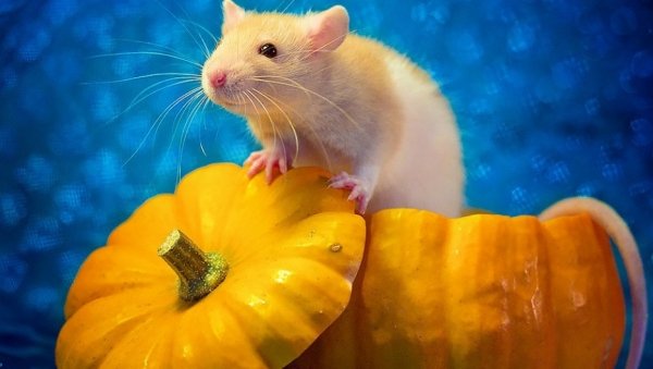 11 неожиданных и трогательных фактов о крысе — символе года-2020