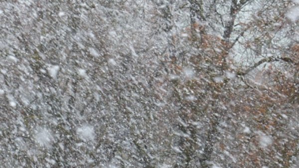 Непогода в Алтайском крае сохранится 25 декабря