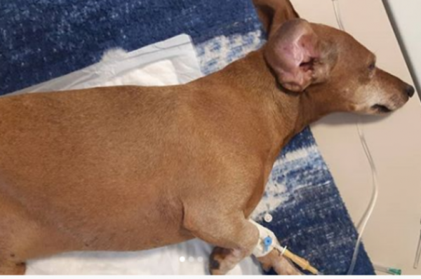 «Хочется выть, реветь, бить»: барнаулец рассказал о массовой травле собак