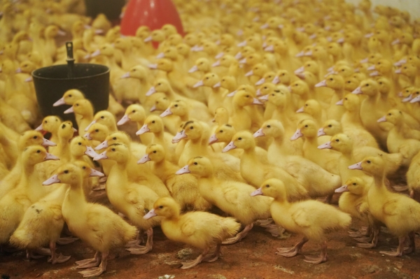 Эксперт: птицеферма «Улыбино» может столкнуться с контрабандой из Китая