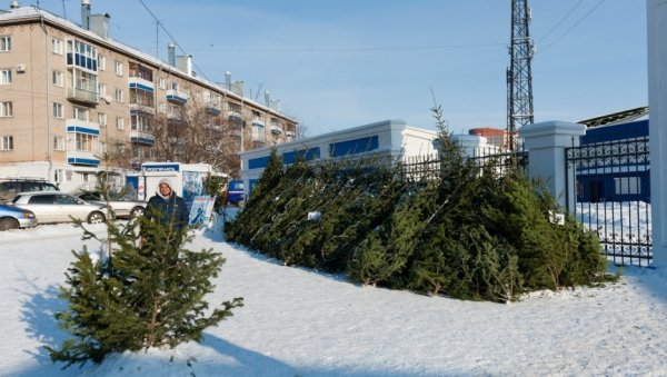 Зеленые красавицы: где купить елку на Новый год в Барнауле и сколько это стоит