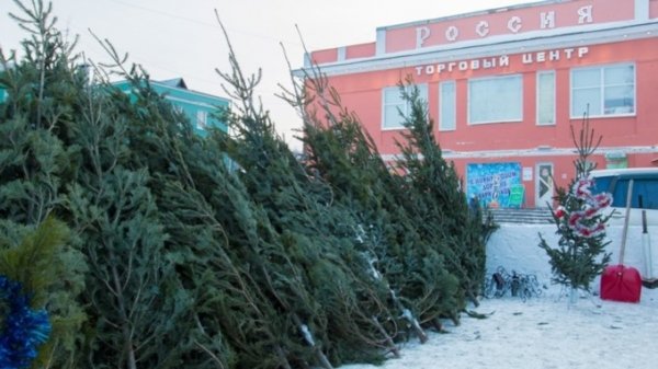 Где купить новогоднюю елку в Барнауле: сколько стоит и какое дерево лучше не брать