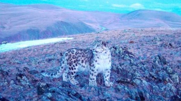 Фотоловушка поймала молодого барса в горах Алтая
