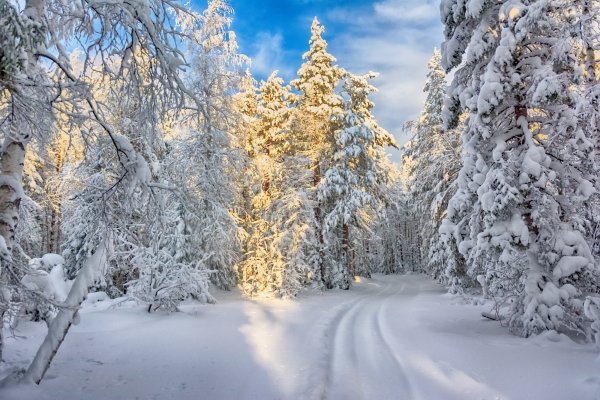 Погода 14 января в Алтайском крае: без осадков и до -9 градусов