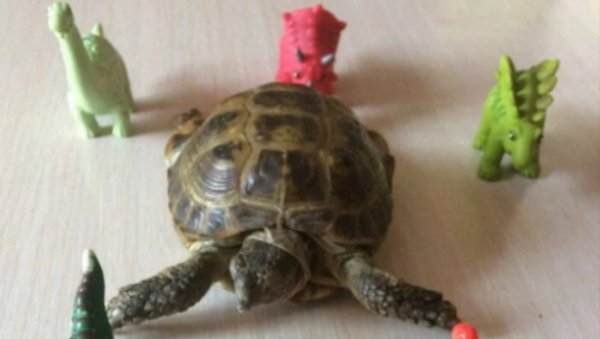 Бийчанин продает непринципиальную «бойцовскую» черепаху
