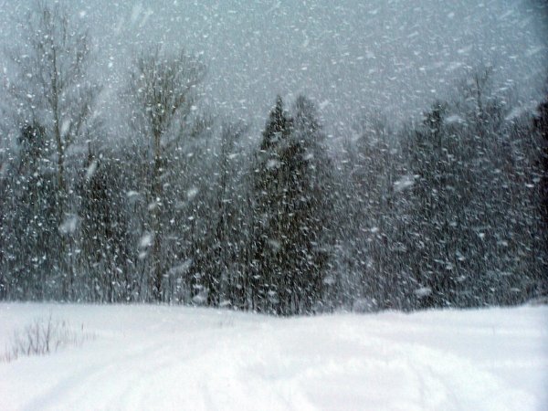 Погода 24 января в Алтайском крае: ветер, снег, метель