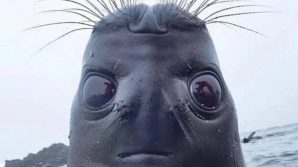 Забавный снимок тюленя стал мемом, хоть и оказался фейком
