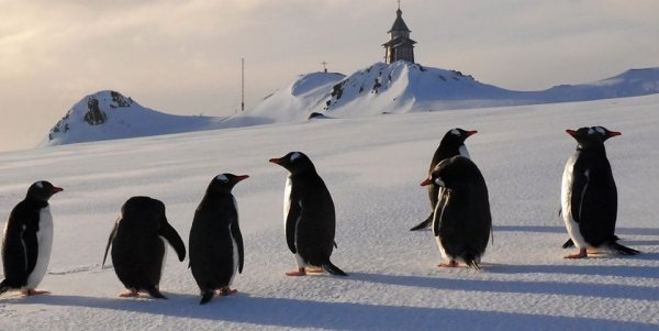 «Пингвины приходят к храму и слушают колокола»