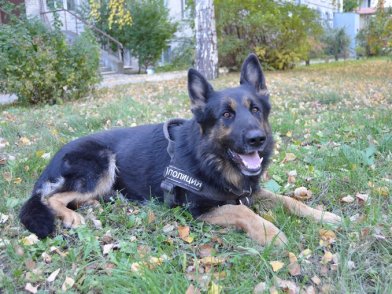 «Ко мне, Мухтар»: полицейская собака нашла воров в Барнауле