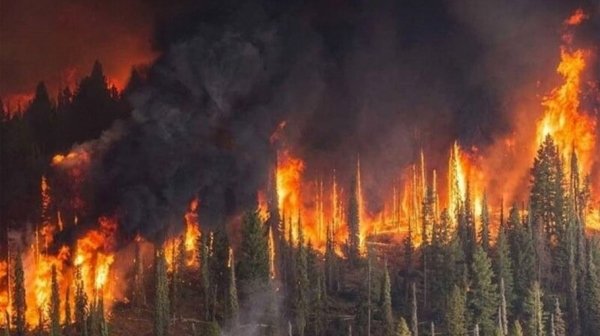 Greenpeace обвинил Рослесхоз в «уменьшении» площади лесных пожаров в 50 раз
