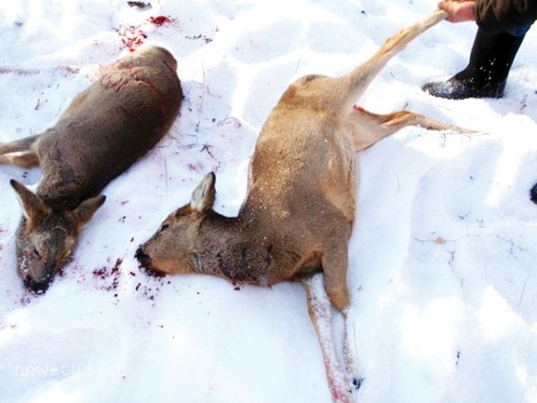 Убили 17 косуль браконьеры на Алтае
