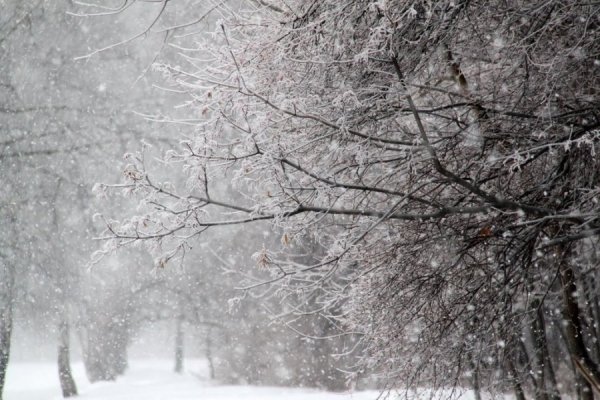 Погода 17 января в Алтайском крае: метель, ветер, снег