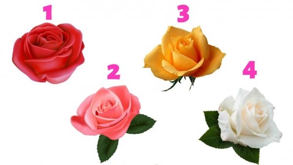 Тест: роза расскажет о скрытых сторонах вашей личности