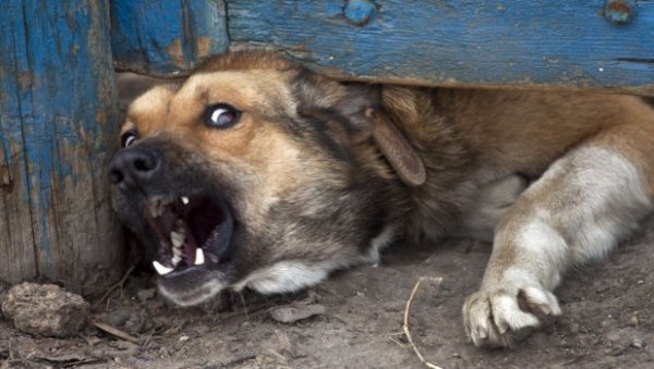 Домашняя собака чуть не загрызла девушку под Новосибирском, шедшую за ребенком в детский сад