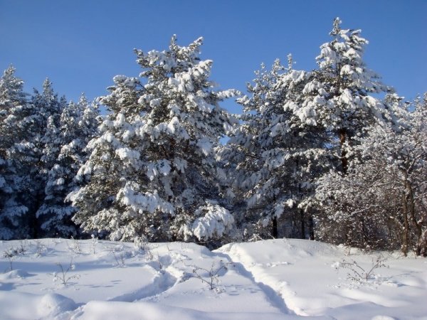 Погода 15 января в Алтайском крае: снег, метели и до -8 градусов