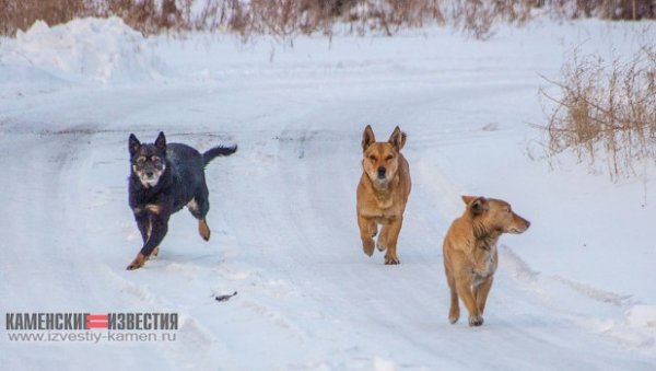 Алтайские собаки в первые дни 2020 года кусают людей «по-стахановски»