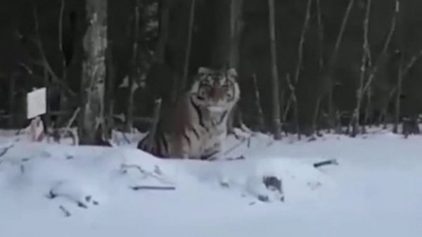 Видео с гуляющим по лесу тигром сняли не на Алтае