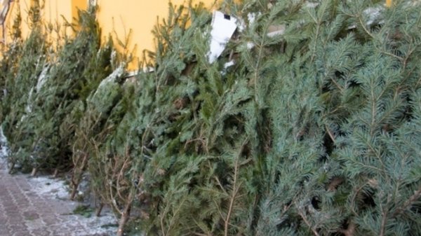 В Барнауле заработали первые пункты сбора новогодних елок