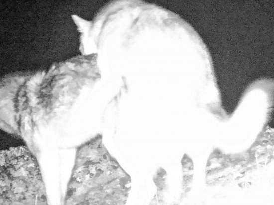 Волки спаривались в горах Алтая прямо перед камерой