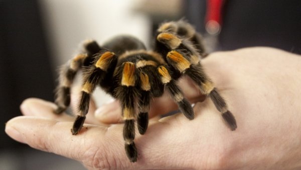 Ужасные и прекрасные: гигантских пауков со всего мира привезли в Барнаул
