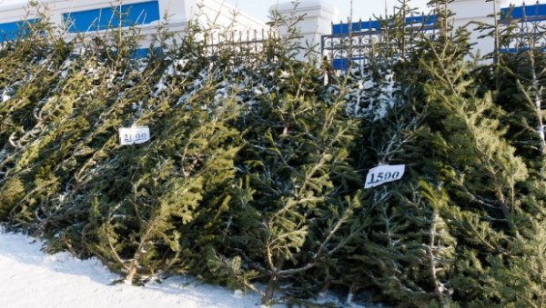 Куда можно сдать живые елки в Барнауле