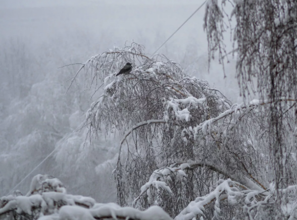 Погода 16 января в Алтайском крае: снег, метели, ветер и гололед