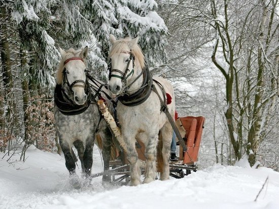 Скорая помощь в Бийске теперь ездит на лошадях