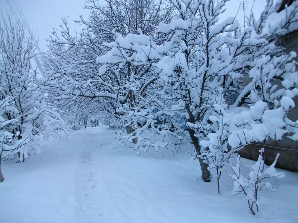 Погода 23 января в Алтайском крае: ветер, снег, метели