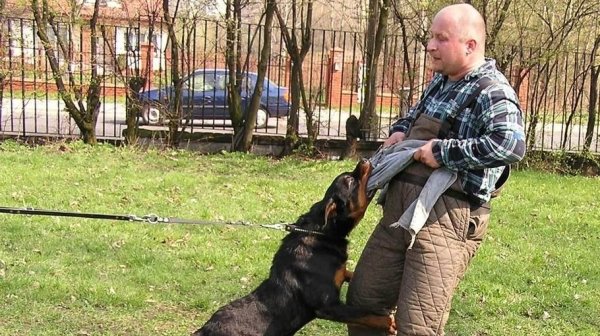 Собаки покусали более 600 жителей Республики Алтай в 2019 году