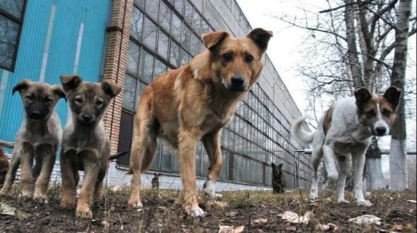 Назван победитель конкурса, который займется отловом бездомных животных в Барнауле